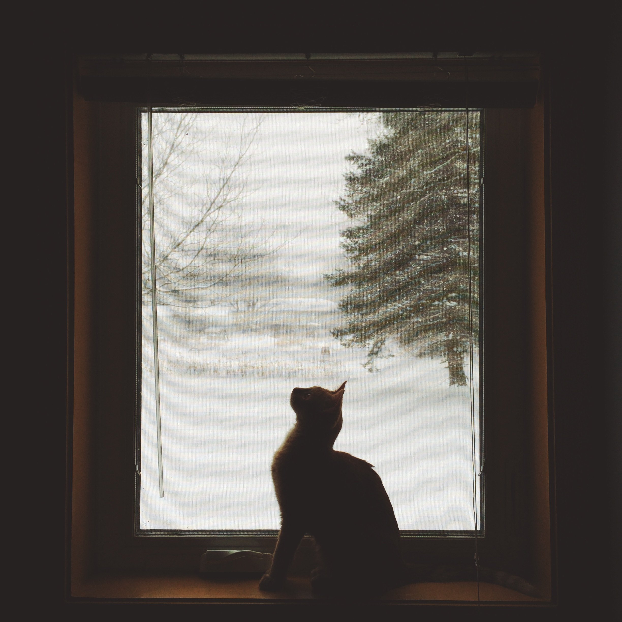 Gato sentado na janela olhando para cima