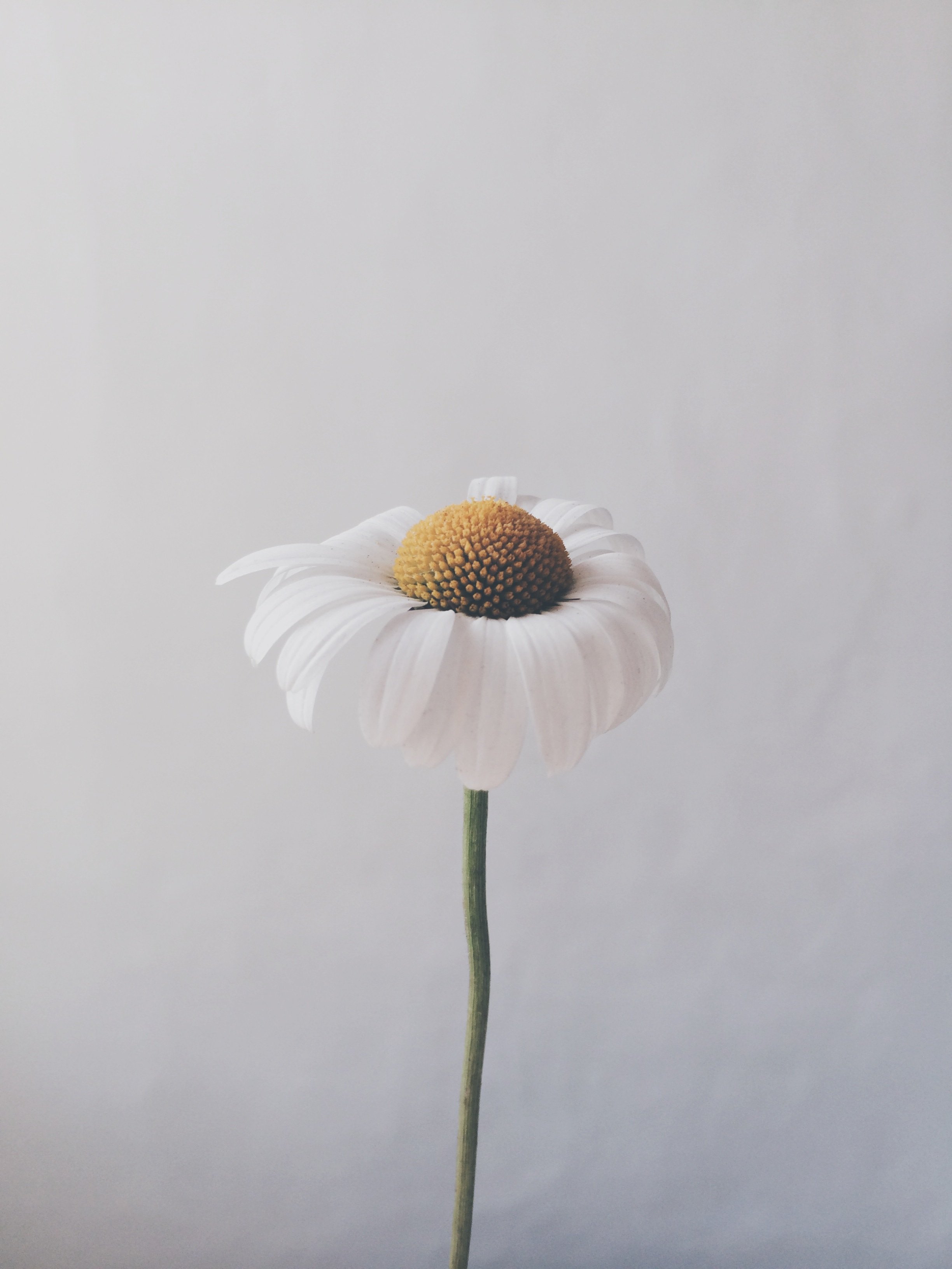 Flor em um fundo branco