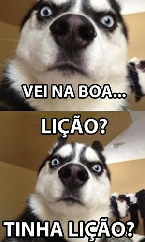 Vei Na Boa To Com Frio E Carente Imagens De Vei Na Boa Animais Engracados Humor Kd Imagens