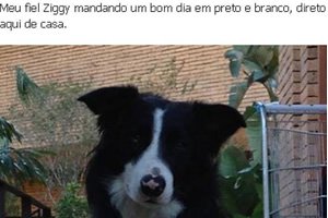 Entendendo bem pra cachorro - AjudaLuciano - Engraçadas Entendendo bem pra cachorro - AjudaLuciano - Engraçadas