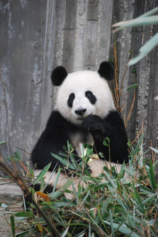 Foto de um urso panda se alimentando.