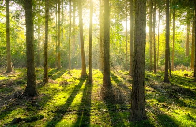 Luz do sol atravessando árvores de uma floresta.