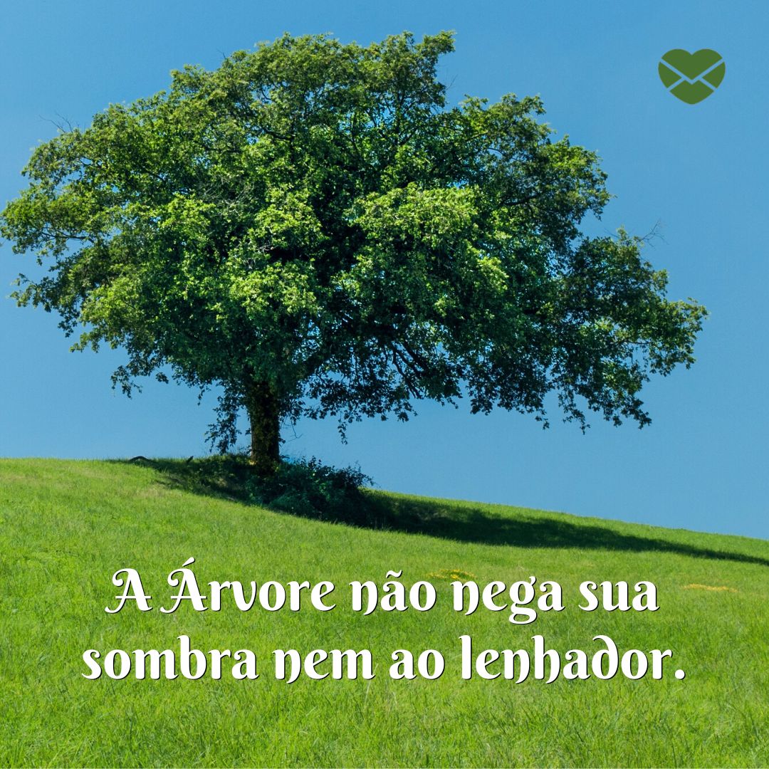 'A Árvore não nega sua sombra nem ao lenhador.' - Frases Dia da Árvore