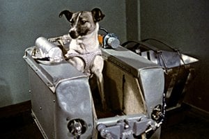 A cadela Laika dentro de compartimento da Sputnik 2.