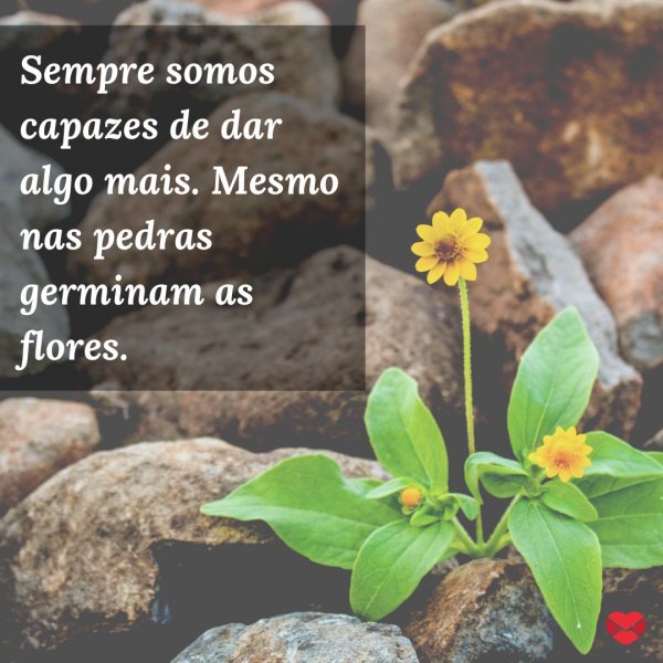 Mensagens Com Amor/Canva 'Sempre somos capazes de dar algo mais. Mesmo nas pedras germinam as flores.' - Frases de Doação