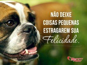 'Não deixe coisas pequenas estragarem sua felicidade.' - Imagens sobre Felicidade