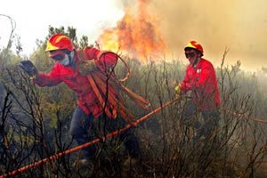 Bombeiros em mata