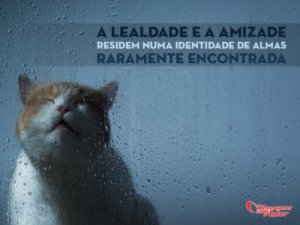 Mensagens Com Amor 'A lealdade e a amizade residem numa identidade de almas raramente encontrada' - Imagens de amizades inesperadas entre bichinhos