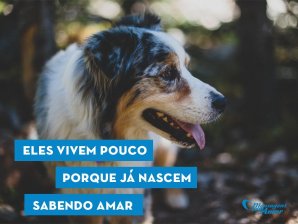 Mensagens Com Amor 'Eles vivem pouco porque já nascem sabendo amar' - Imagens de amizades inesperadas entre bichinhos