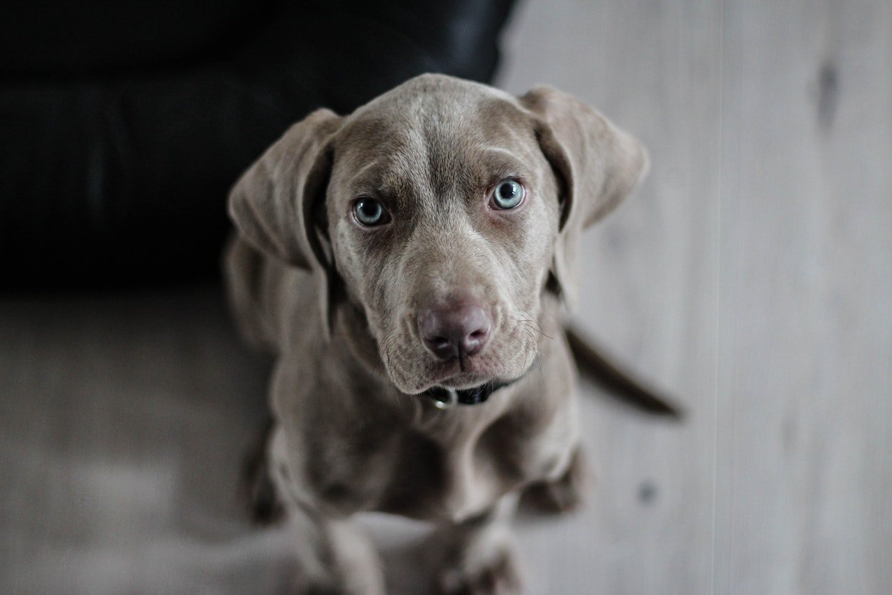 Cachorro cinza com os olhos azuis.