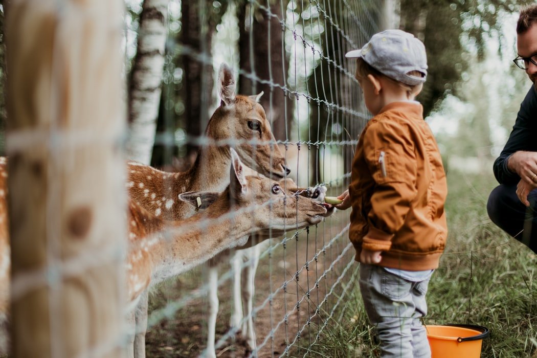 Criança alimentando veados em um zoológico.