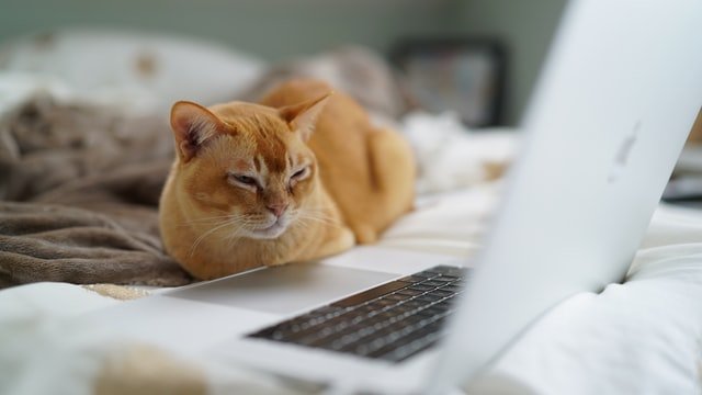 Gato deitado em cama, olhando para tela de notebook aberto em sua frente.