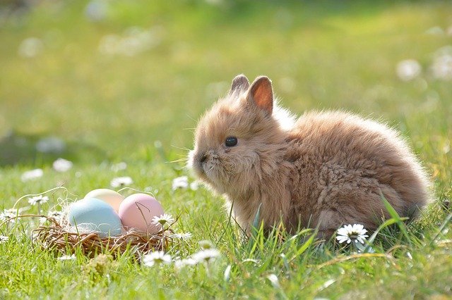 Pequeno coelho em grama, ao lado de um ninho falso com ovos coloridos.