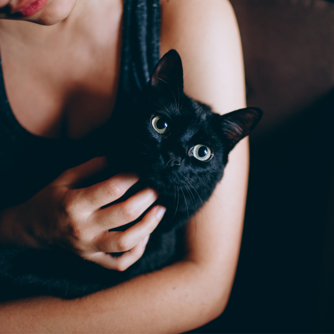 Gato preto no colo de uma mulher