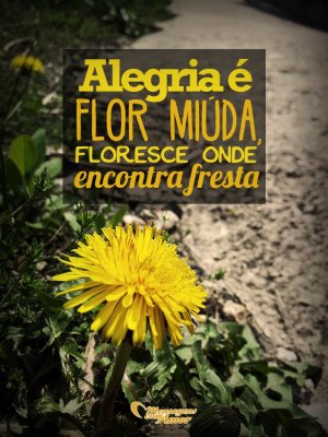 'Alegria é flor miúda. Floresce onde encontra fresta' - 13 motivos para buscar a alegria