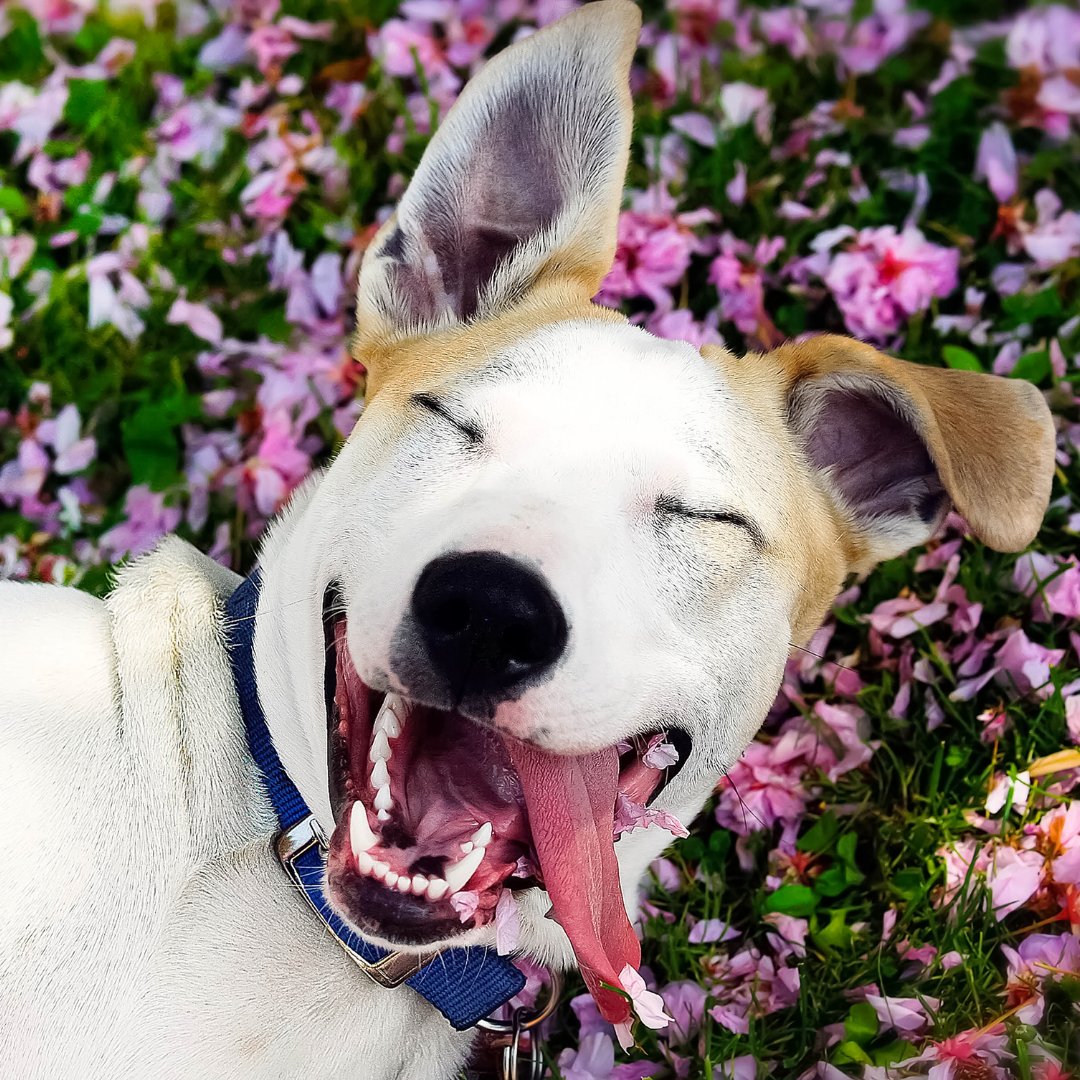 Foto de um cachorro com a língua para fora e olhos fechados