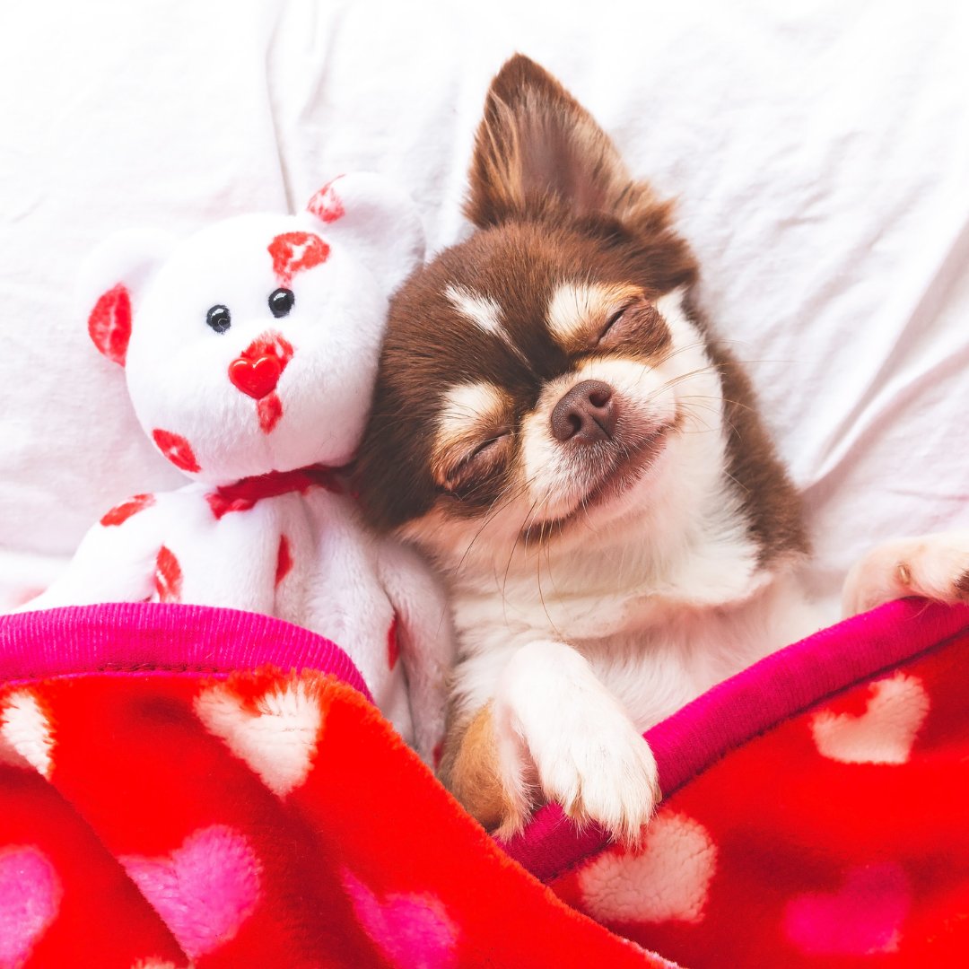 Imagem de um cachorro dormindo com um ursinho em uma cama