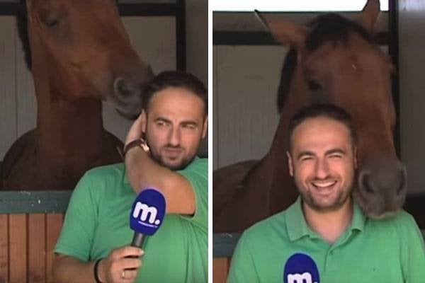 Repórter gravando reportagem em frente de estábulo, e atrás dele um cavalo tenta chamar a atenção do homem.