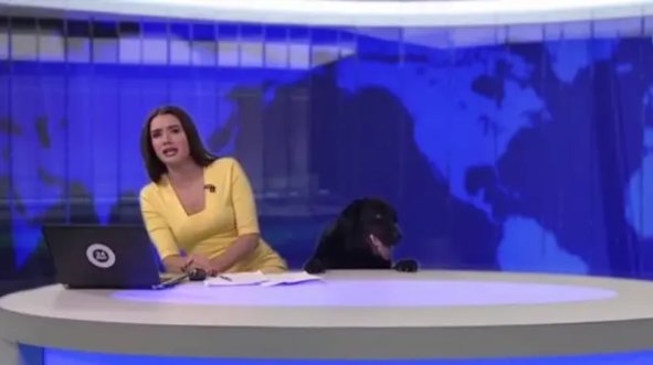 Repórter russa em bancada de telejornal se assusta com cachorro que invade o estúdio.