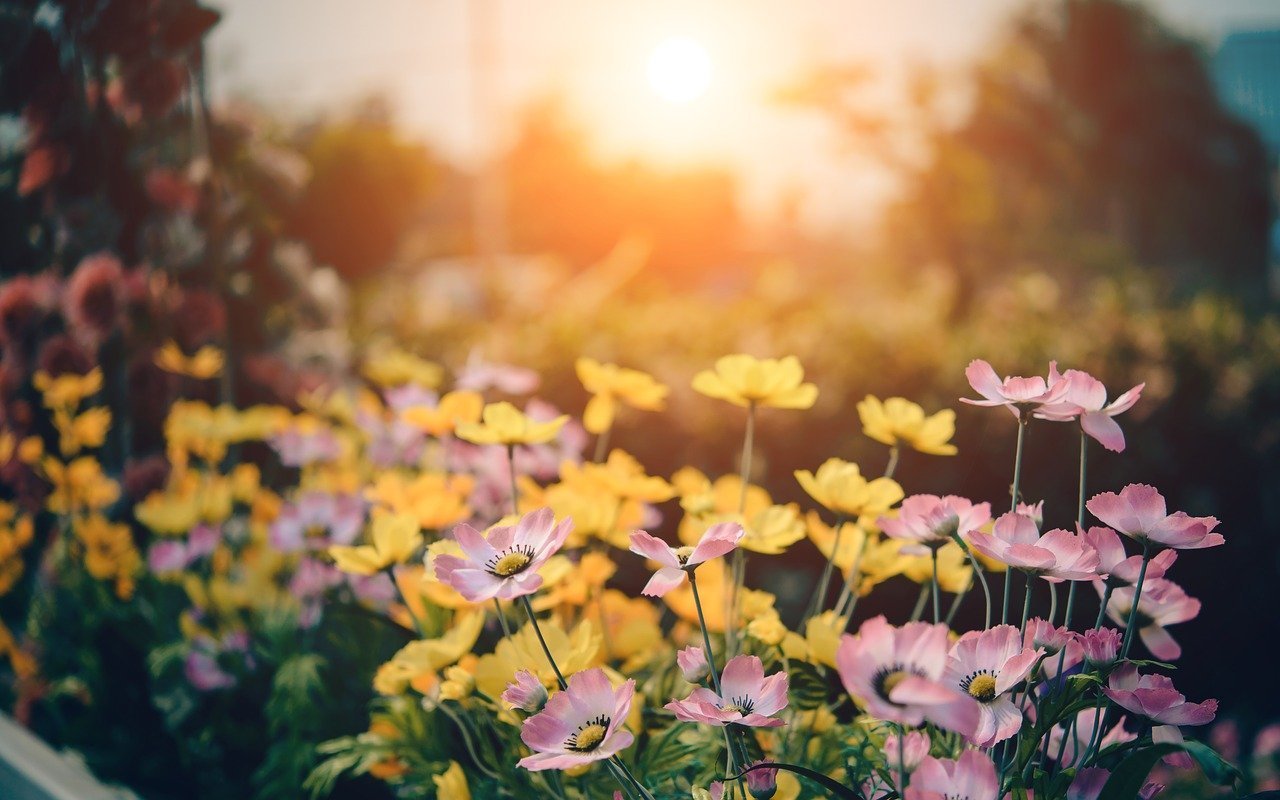 Flores delicadas em um jardim com o sol ao fundo