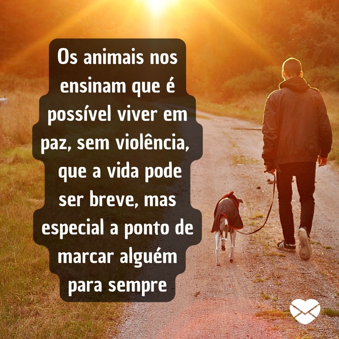 '' Os animais nos ensinam que é possível viver em paz, sem violência,   que a vida pode ser breve, mas especial a ponto de marcar alguém para sempre '' - Amor pelos animais.
