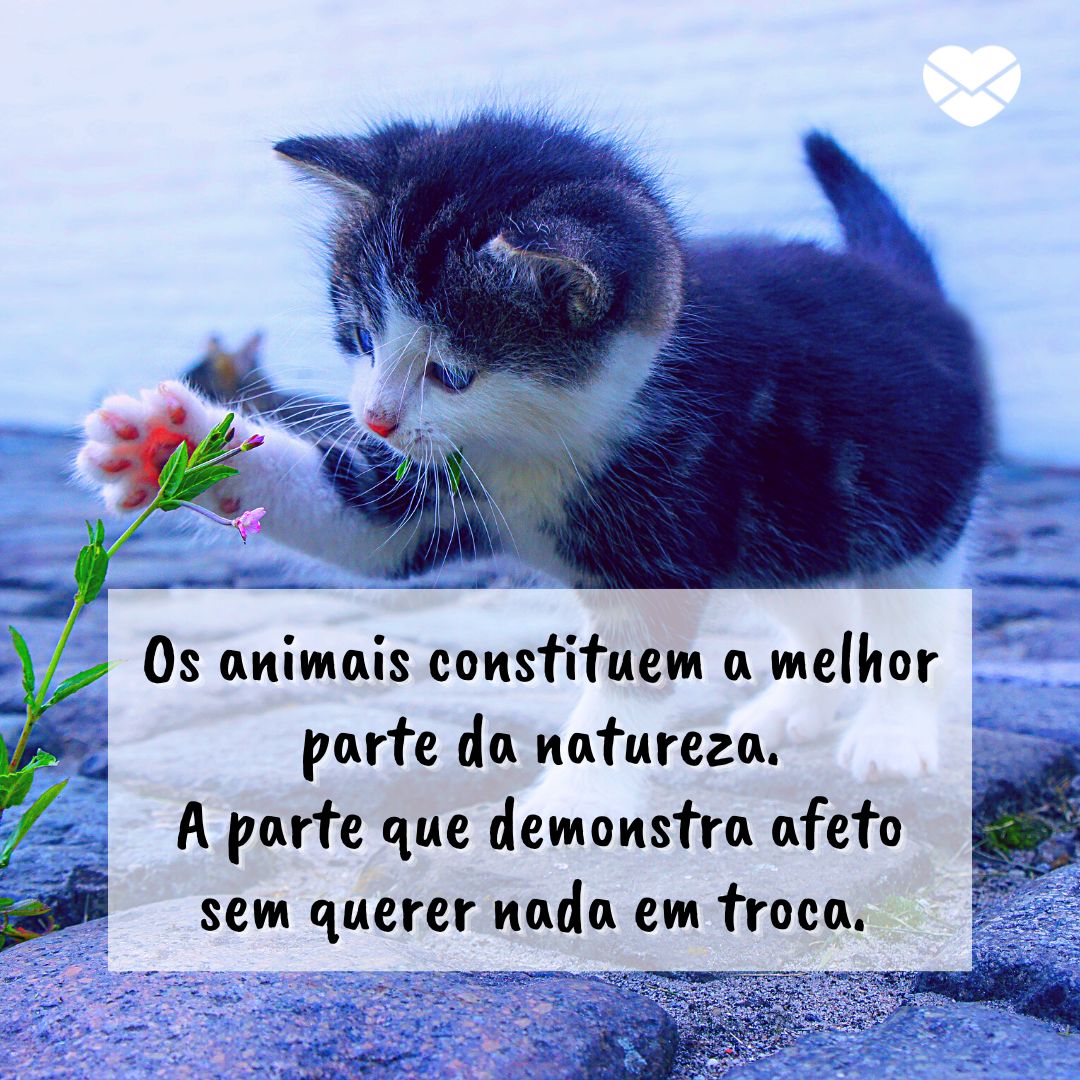 '' Os animais constituem a melhor parte da natureza.A parte que demonstra afeto sem querer nada em troca. '' - Amor pelos animais.