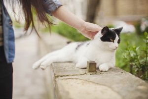Unsplash - chris panas Gato deitado em cima de um muro baixo, recebendo carinho de uma pessoa. O gato está de costas para a pessoa.