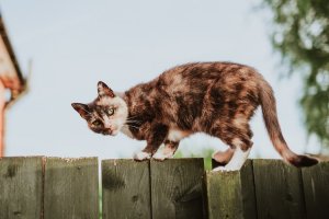 Unsplash - Mitchell Orr Gato equilibrado em cima de uma cerca de madeira, olhando para a câmera.