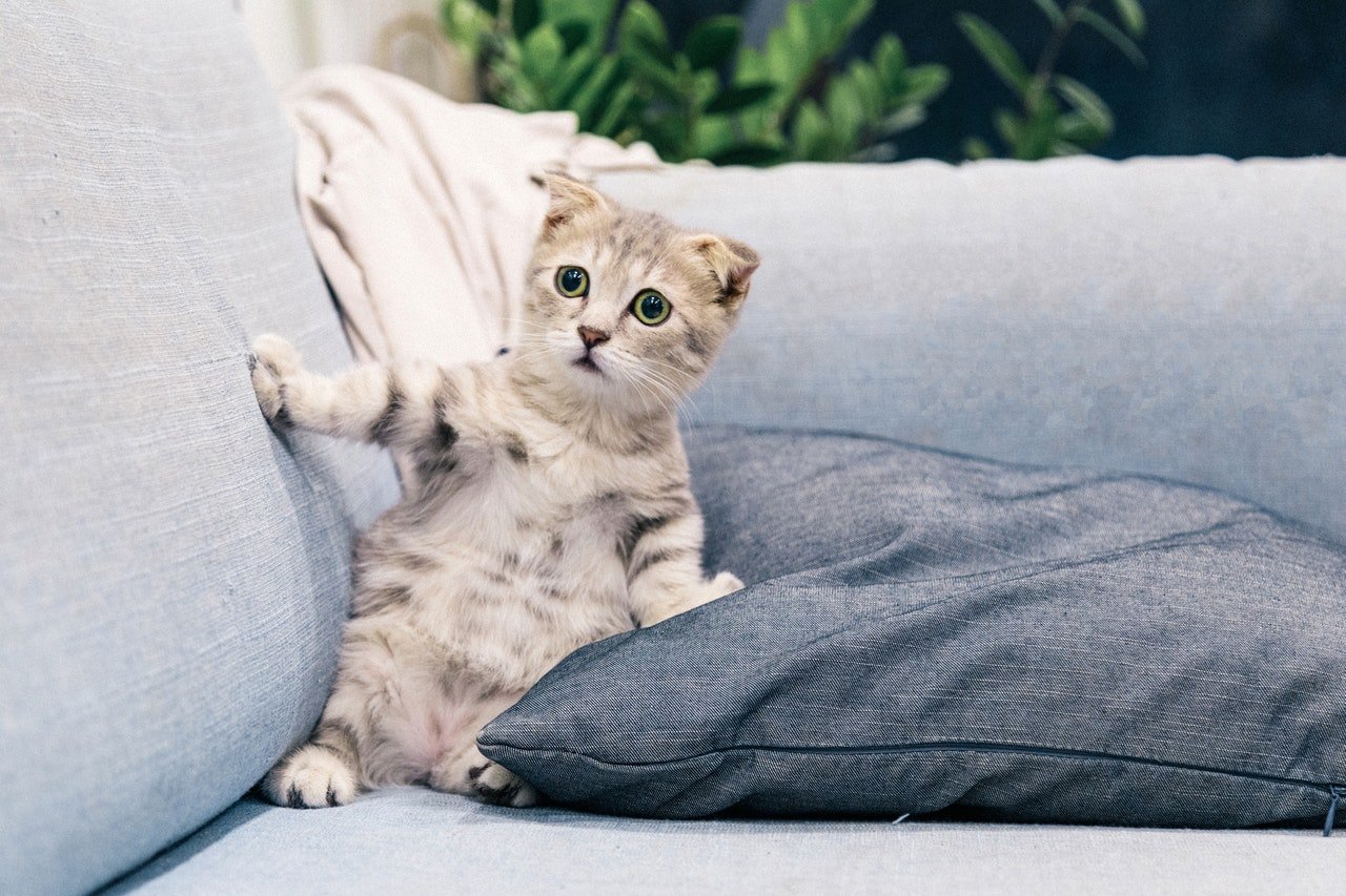 Gato filhote cinza sentado em sofá, com uma das patas em uma almofada no assento, e a outra pata frontal no encosto do sofá.