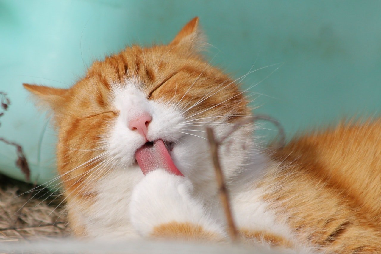 Gato laranja de olhos fechados lambendo uma de suas patas.