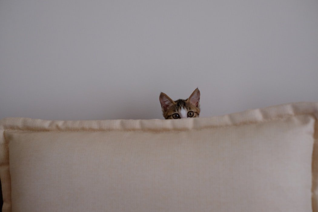 Gato filhote espiando por trás de uma almofada. Só é possível ver acima de seus olhos.