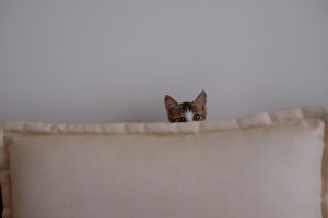 Unsplash - he gong Gato filhote espiando por trás de uma almofada. Só é possível ver acima de seus olhos.