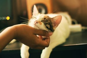 Unsplash - Yerlin Matu Gato deitado, recebendo carinho de uma pessoa em seu pescoço. Ele tem os olhos fechados e parece gostar.