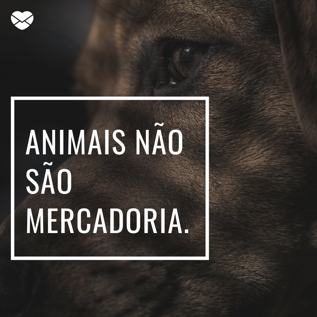 'Animais não são mercadoria.' - Dia nacional da adoção: adote animais, não compre!