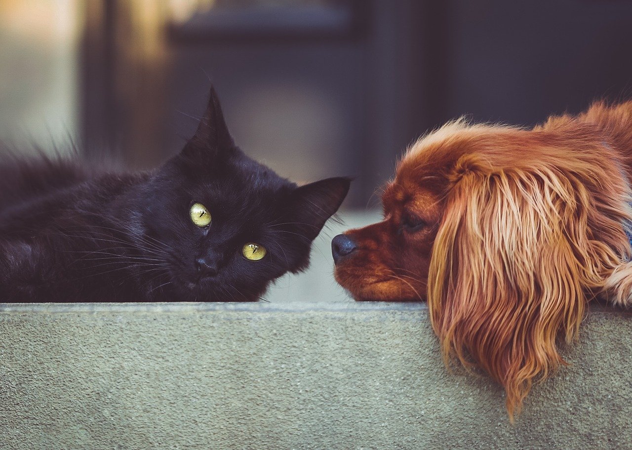 Gato preto ao lado de cachorro caramelo, deitados