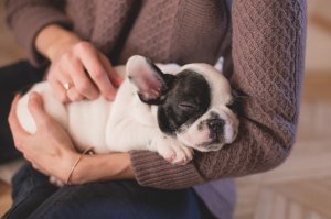 Mensagens Com Amor/Canva 'Mesmo sem falar a nossa língua, os cães são mais sensíveis que muitas pessoas por aí' - Legendas para foto com cachorro