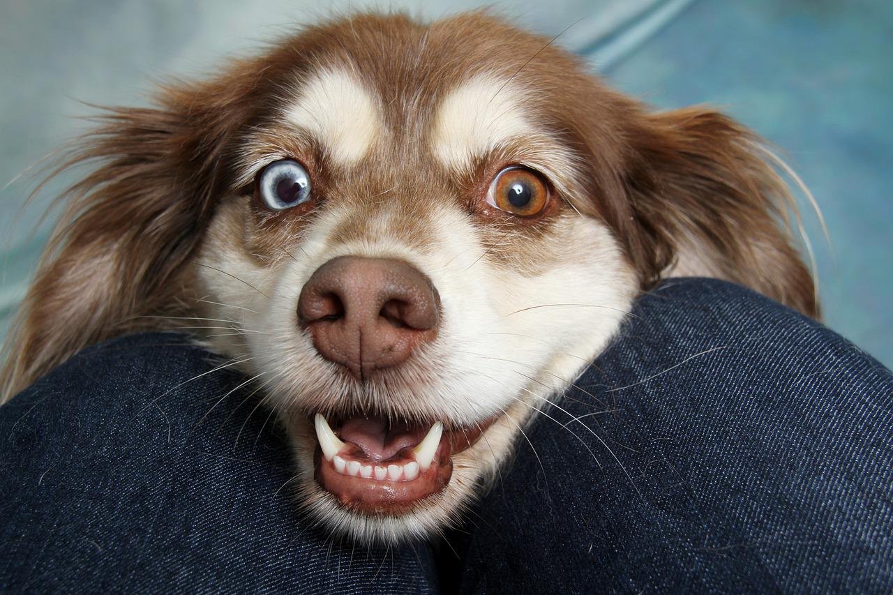 Cachorro com heterocromia nos olhos