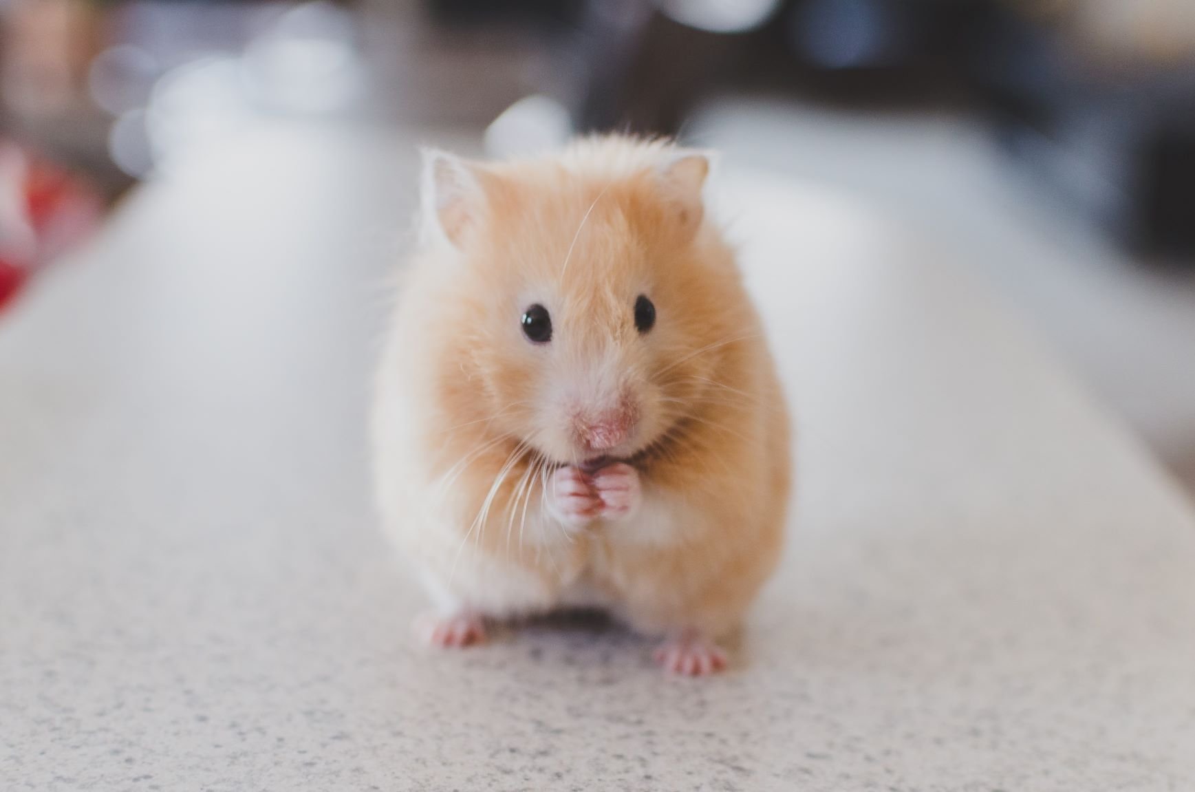 Foto de um pequeno hamster em uma mesa.