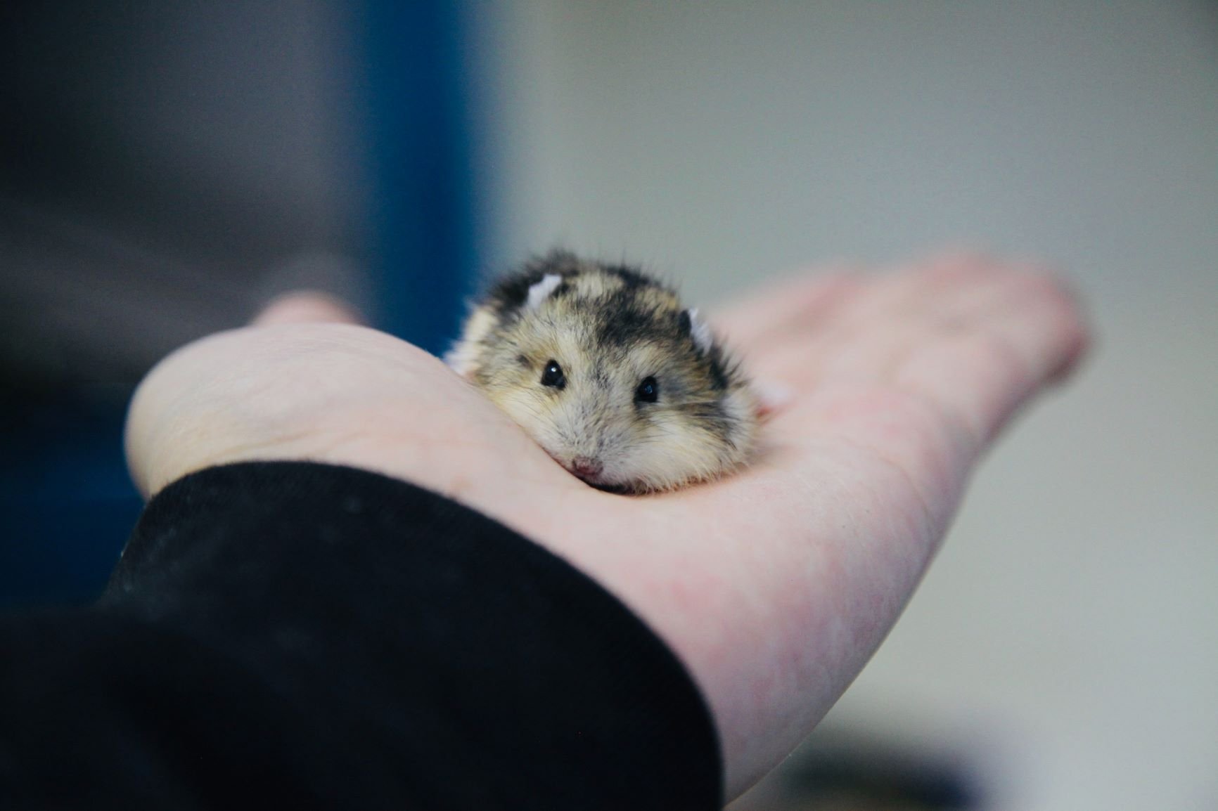 Hamster deitado na palma da mão de uma pessoa.
