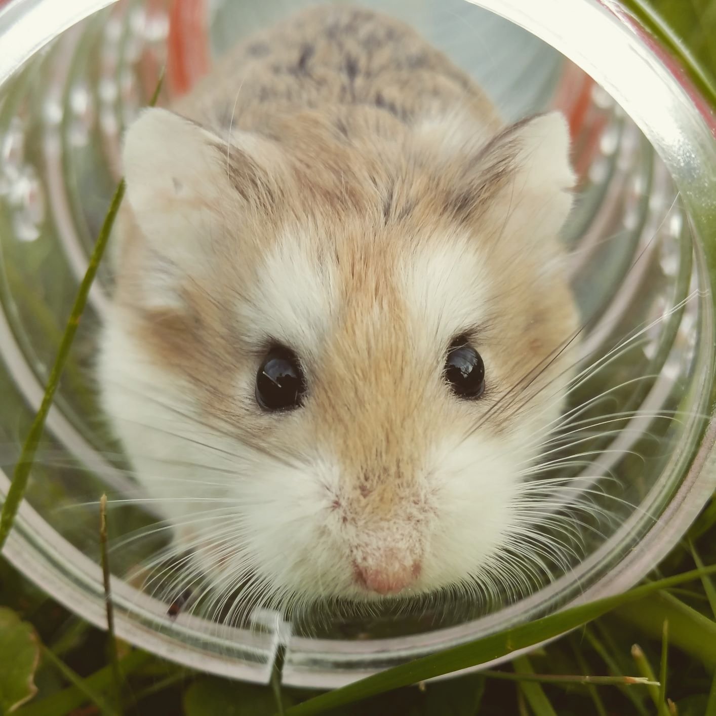 Hamster dentro de um tubo de brinquedo.
