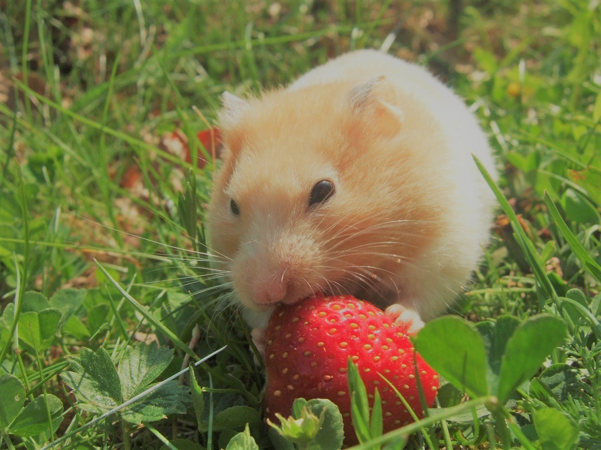 Hamster sírio comendo um morango na grama.
