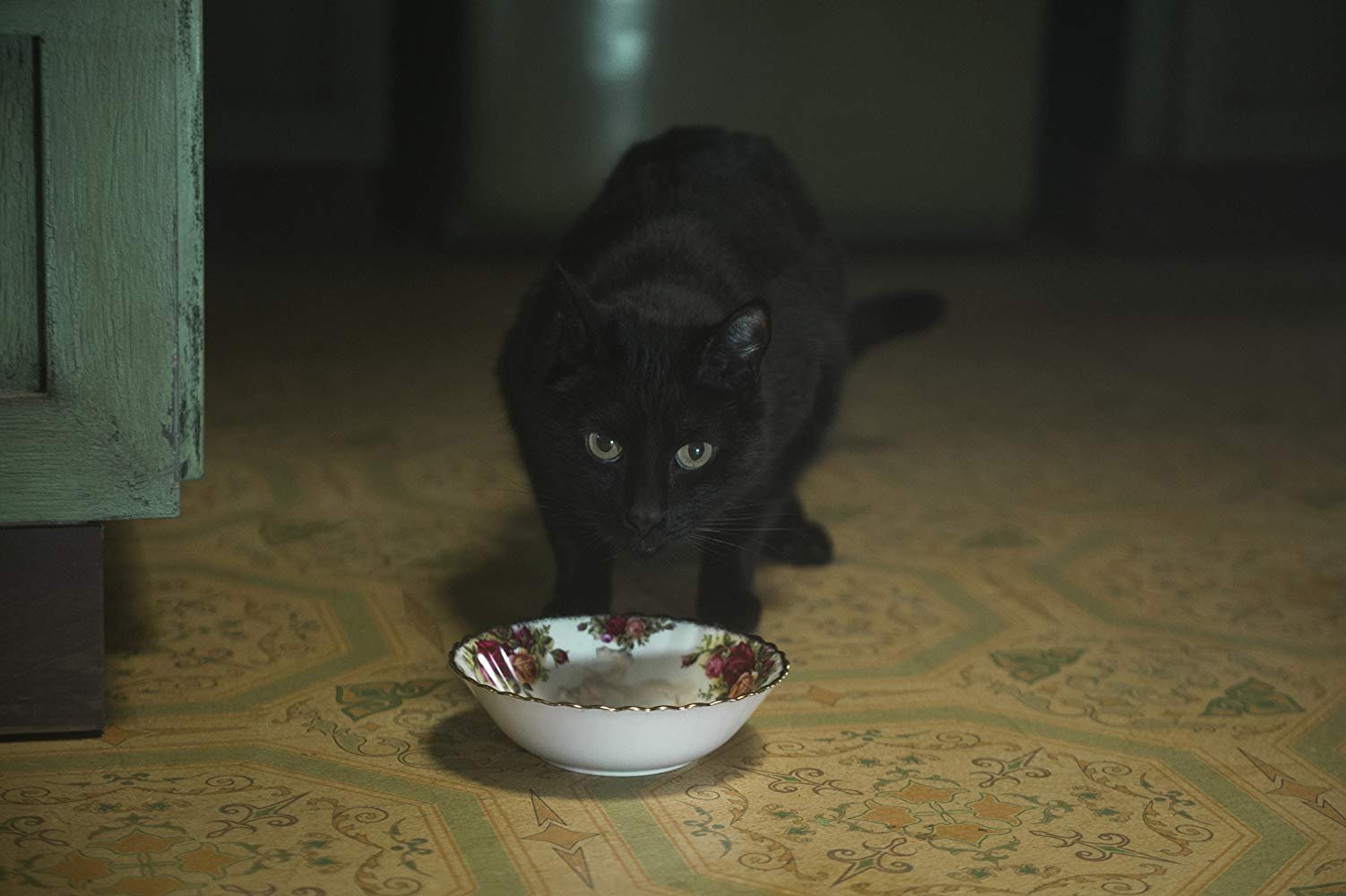 Gato Salem comendo em tigela