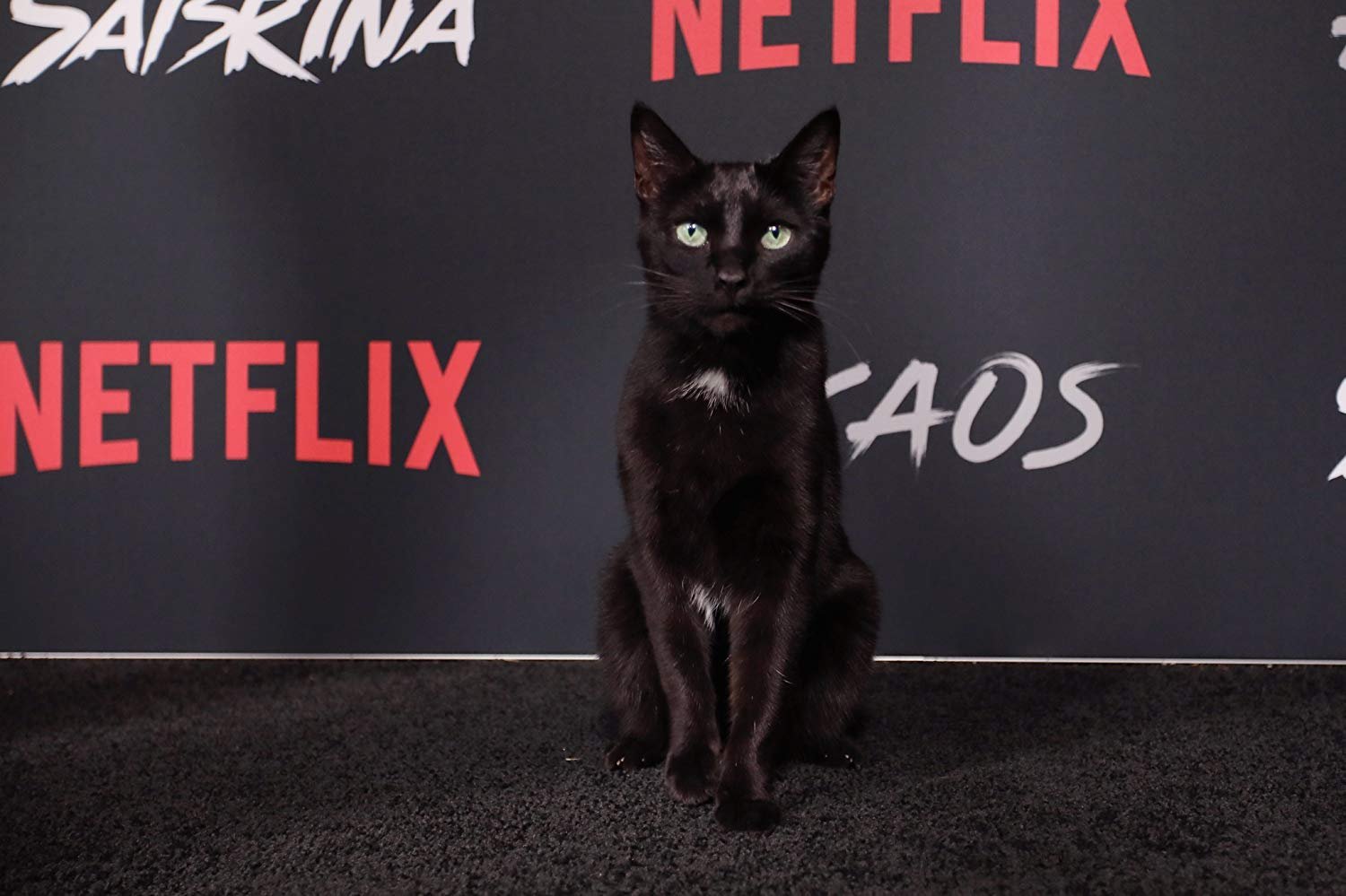 Gato Salém em premiére da Netflix