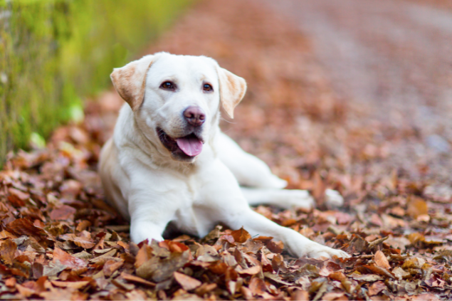 Labrador Retriever deitado em cima de folhas de outono