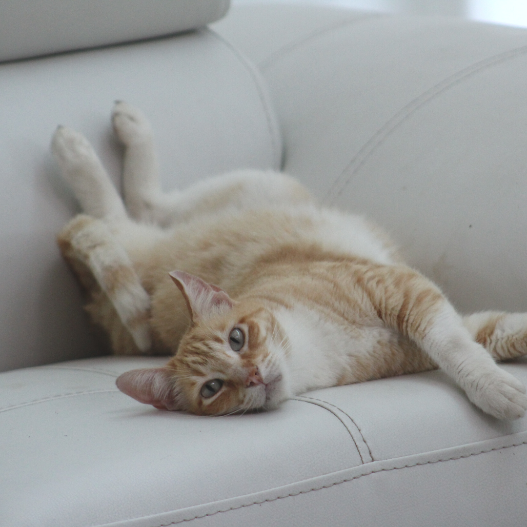 Gato colorido em cima de sofá branco.