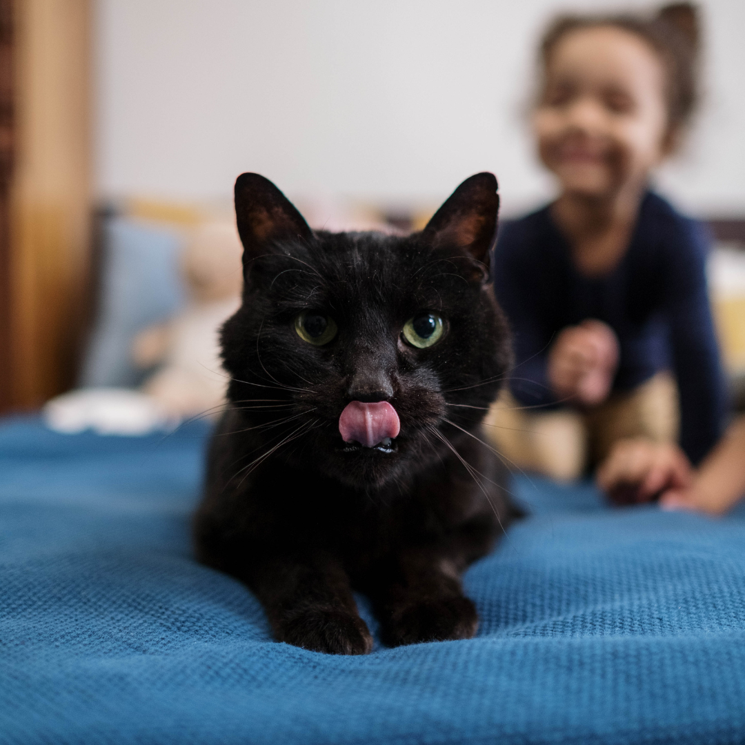Gato preto e criança atrás.