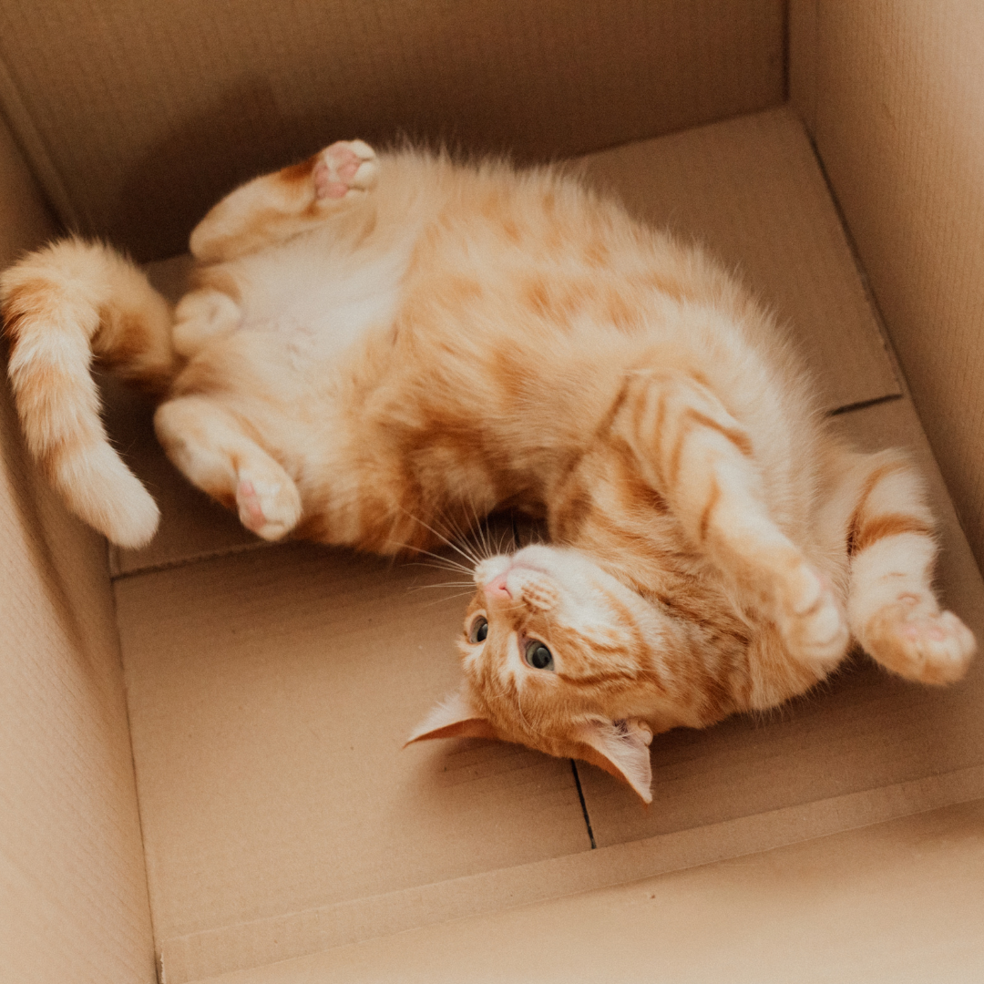 Gato laranja em caixa de papelão.