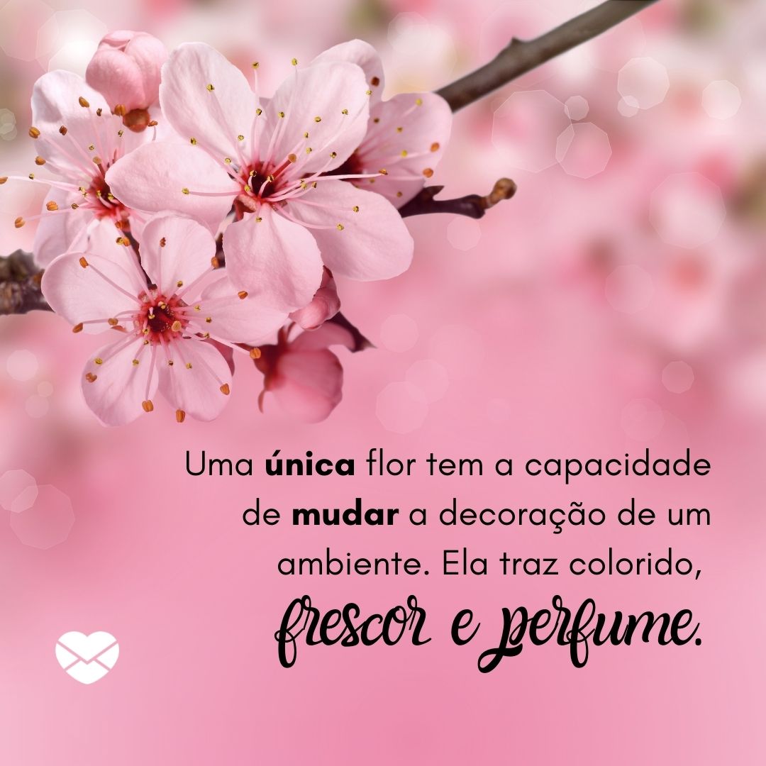 Dia das Flores: compreenda a importância de admirá-las Dia das Flores: compreenda a importância de admirá-las