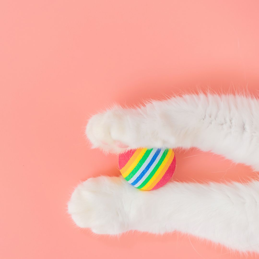 Patas de um gatinho branco brincando com uma bola colorida