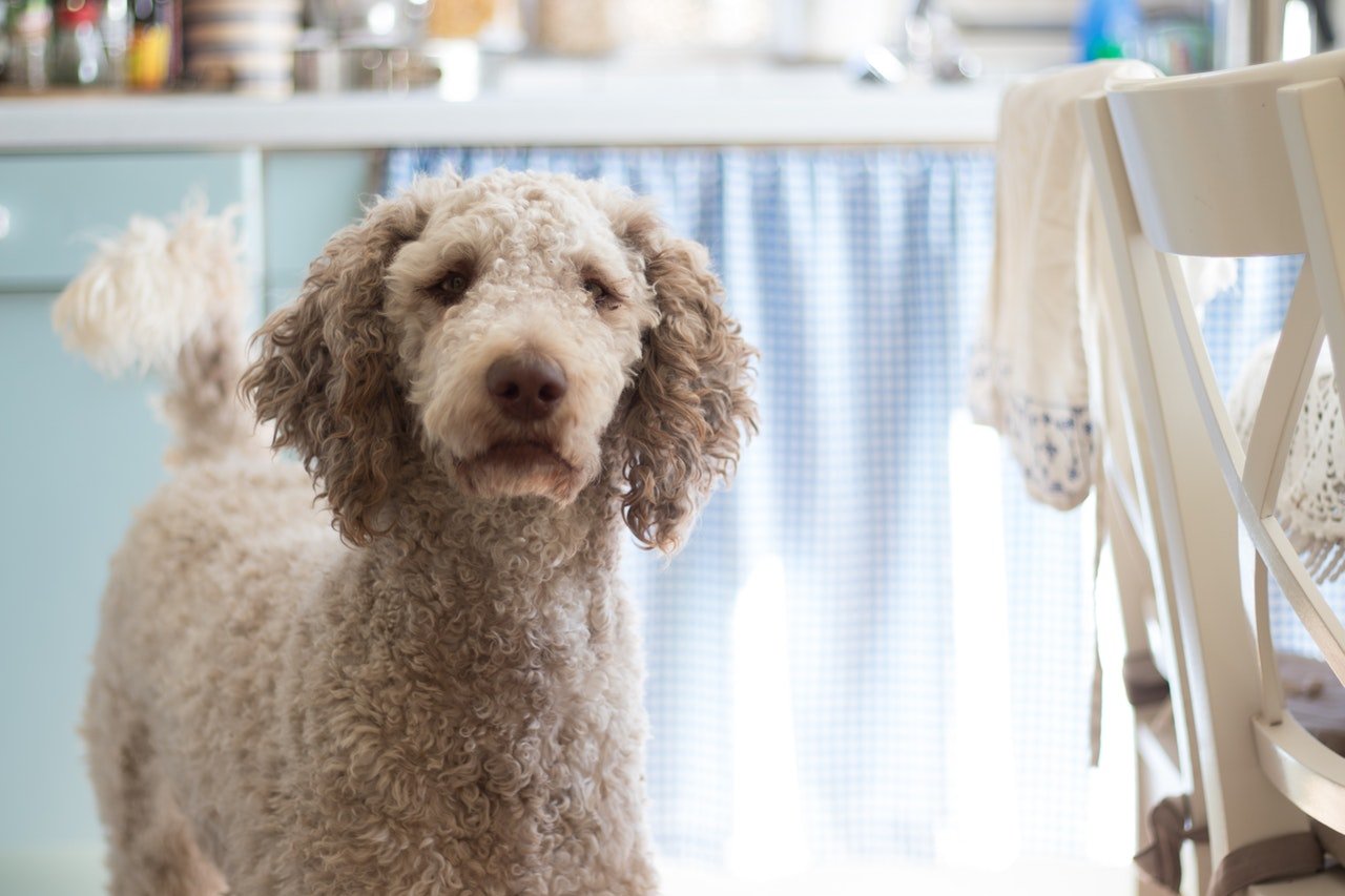 Cachorro da raça poodle, de cor creme em uma cozinha.